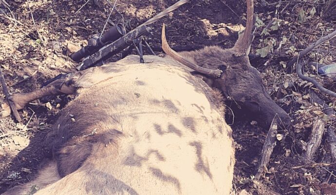 Hunter Elk Hunt