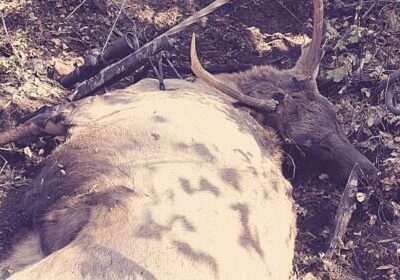 Hunter Elk Hunt